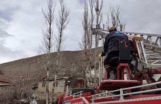 Tehlike arz eden kavak ağaçlarına müdahale