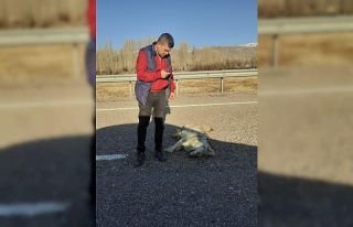 Telef olmuş iki kurt bulundu