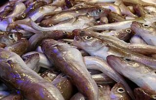 Trabzon’da balık tezgahlarında ‘Korona’ sessizliği