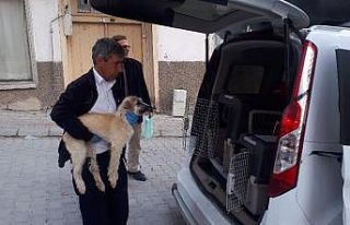 Trafik kazasında yaralan 3 köpek tedavi için İstanbul’a...