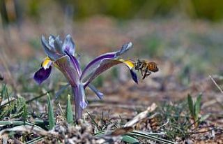 Tunceli’de bahar çiçekleri açtı