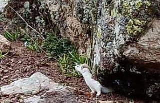 Tunceli’de renk değiştiren "gelincik"...