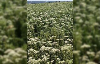 Türkiye 108 ülkeye kekik ihraç etti