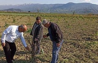 Üreticilerin gözü don ve soğuk tehlikesinde