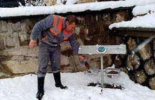 Ürgüp Belediyesi karlı havada sokak hayvanlarını...