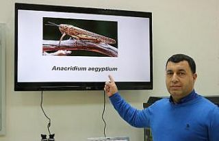 Uzmanlar çöl çekirgeleri istilasına karşı uyardı