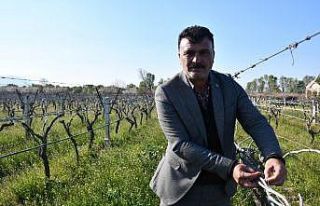 Üzüm üreticisini don vurdu