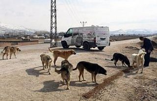 Van Büyükşehir Belediyesi sokak hayvanlarını...