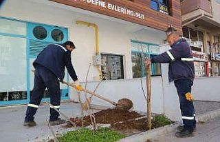 Vişnelik Mahallesi vişne ağaçları ile anılacak