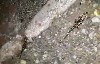 Yağmurla birlikte semenderler gün yüzüne çıktı