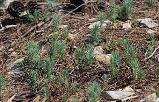 Yanan orman alanları yeniden yeşeriyor