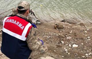 Yaralı Balaban kuşuna jandarmadan şefkat eli