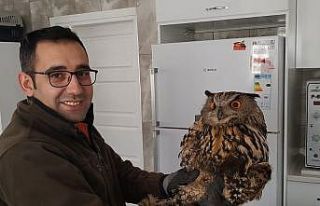 Yaralı baykuş tedavi altına alındı