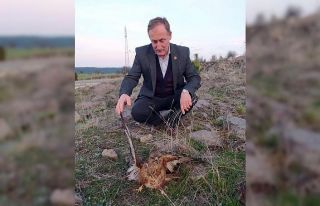 Yaralı bulunan kızıl şahin tedavi altına alındı