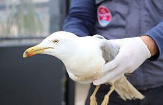Yaralı martı tedavisinin ardından doğaya bırakıldı