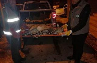 Yaralı yavru yaban keçisi yeniden yaşam alanında