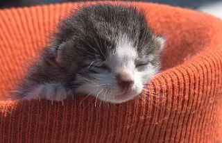 Yavru kediyi kalp masajı ve suni teneffüs yaparak...