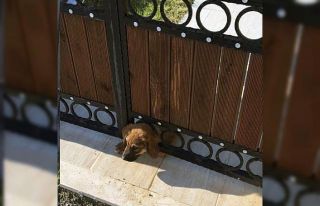 Yavru köpeği kurtarmak için seferber oldular