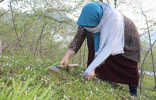 Yılda 2 ay yetişiyor, tezgahları ve sofraları...