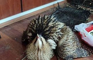 Yüksekova’da bulunan balıkçıl kuşu koruma altına...