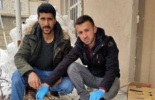 Yüksekova’da Hint balıkçıl kuşu bulundu