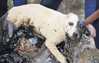 Zifte yapışan köpek ve kaplumbağalar iki gün...