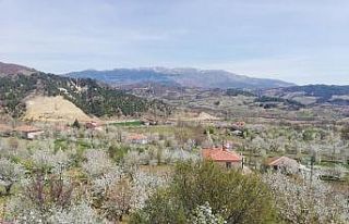 100 ton vişne rekoltesi bekleniyor