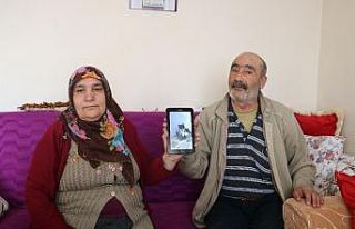 "10. çocuğumuzdu" dedikleri ‘Çınar’...