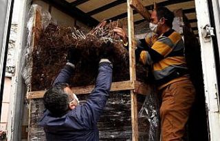 125 bin ahududu fidanı üreticiyle buluştu