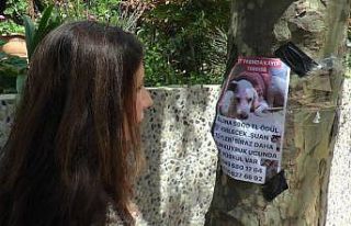 17 yaşındaki kayıp köpeğini bulana 5 bin TL ödül...