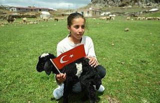 23 Nisan doğumlu küçük kızın doğum günü koyunları...