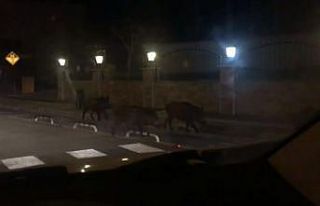 Aç kalan domuzlar Marmaris sokaklarına indi