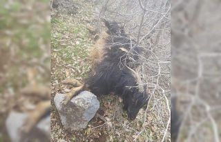 Aç kalan kurtlar köye inip 5 keçiyi telef etti