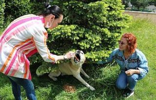 Aç kalan sokak hayvanlarını beslediler