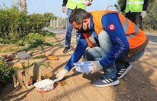 Aç kalan sokak hayvanlarının imdadına belediye...