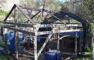 Aç kalan tavuk ve köpeklerini Talas Belediyesi desteğiyle...