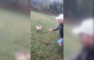 Aç kalan tilkiyi elleriyle besledi