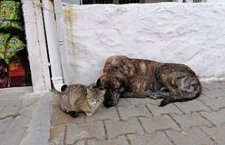 Aç kalıp bahçeye sığınan kediye evin köpeği...