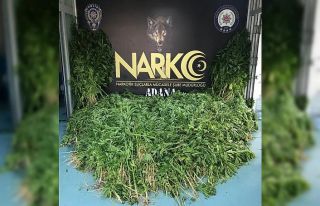 Adana’da Hint keneviri serasına baskın