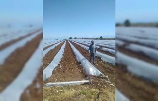 Adana’da tarımsal üretim devam ediyor