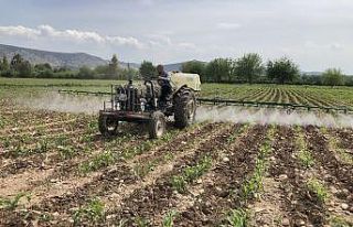 Adanalı çiftçiler üretim için sahada