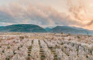Afyonkarahisar Sultandağı’nda kiraz bahçeleri...