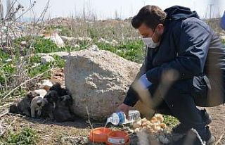 Afyonkarahisar’da sokak hayvanlarına mama desteği