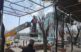 Ağaçların budama çalışması sürüyor