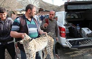 Ahıra giren vaşak tavukları telef etti