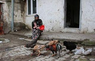 Ahırına giren vaşağın 19 tavuğunu telef ettiği...