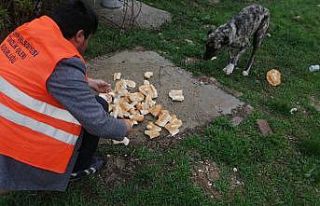 Akşehir’de sokak hayvanlarına mama desteği