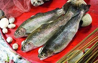 Alabalık kampanyasına yoğun ilgi