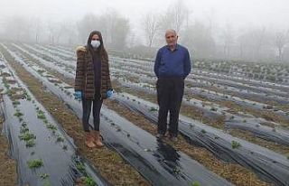 Alaçam’da çilek yetiştiriciliği teşvik ediliyor