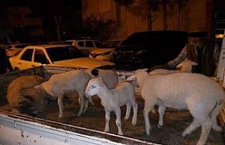 Aliağa’da çiftçinin koyunlarını gasp eden 5...